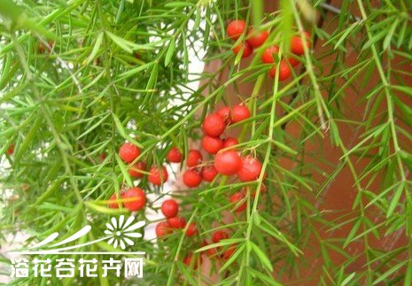 天门冬怎么养护才能叶果俱佳