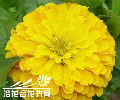草花百日草栽培管理技术