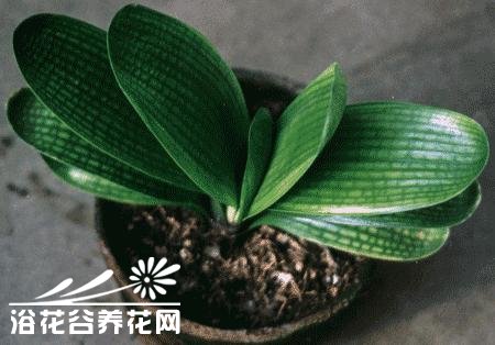 和尚,<a href='https://www.861230.com/guanhuazhiwu/6588.html' target='_blank'><u>君子兰</u></a>品种大全