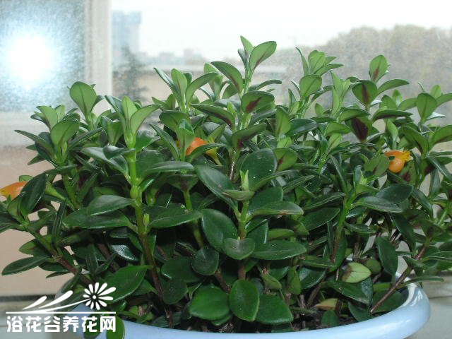 金鱼吊兰的养殖方法