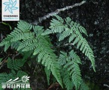 圆盖阴石蕨的栽培养护方法