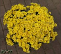 国庆菊的栽培要点