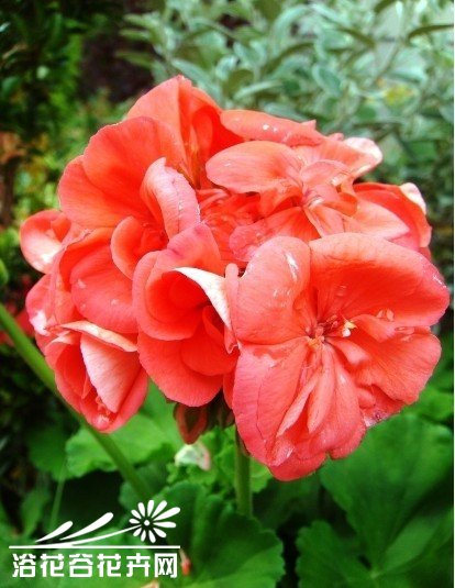 影响<a href='https://www.861230.com/guanhuazhiwu/6634.html' target='_blank'><u>天竺葵</u></a>开花的主要因素