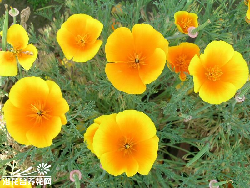 花菱草的栽培管理
