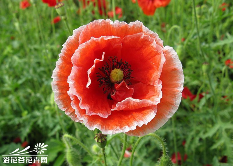 <a href='https://www.861230.com/guanhuazhiwu/6657.html' target='_blank'><u>虞美人</u></a>的播种方法