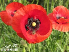 虞美人的养殖方法