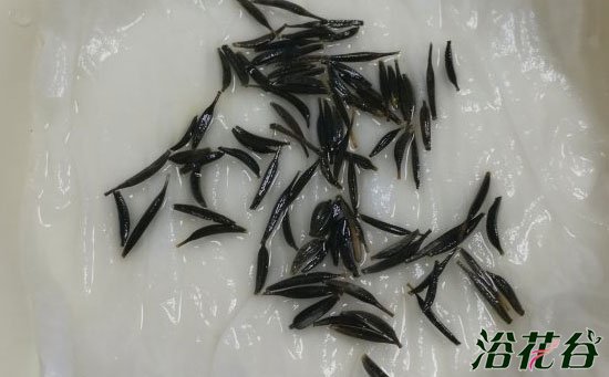 波斯菊