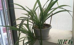 如何给吊兰施肥