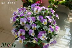 盆栽角堇的种植方法