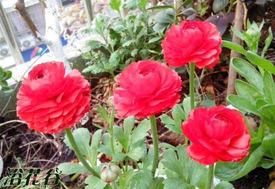 <a href='https://www.861230.com/guanhuazhiwu/6849.html' target='_blank'><u>花毛茛</u></a>怎么养(懒人篇)
