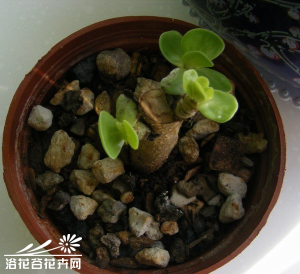 金钱木的养殖方法