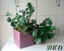 电脑宝贝怎么养