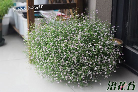 <a href='https://www.ahuacao.com/guanhuazhiwu/61.html' target='_blank'><u>满天星</u></a>什么时候开花