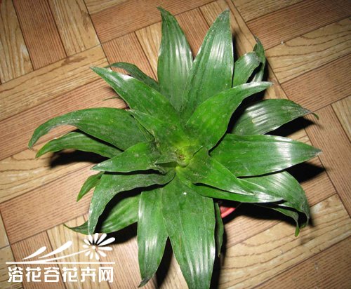 太阳神的养殖方法