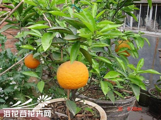 代代花栽培管理技术