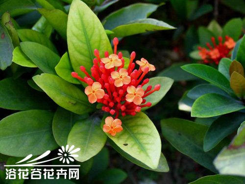 <a href='https://www.861230.com/guanhuazhiwu/6840.html' target='_blank'><u>龙船花</u></a>的养殖方法