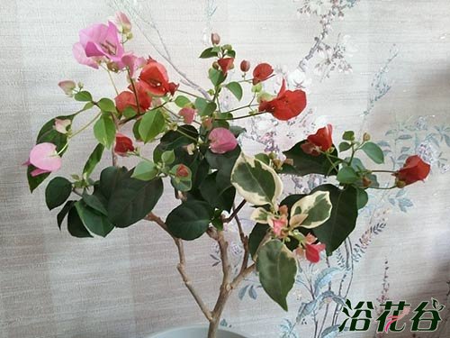三角<a href='https://www.861230.com/guanhuazhiwu/9.html' target='_blank'><u>梅</u></a>怎么浇水(心得)