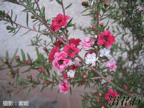 松红<a href='https://www.861230.com/guanhuazhiwu/9.html' target='_blank'><u>梅</u></a>的养殖方法