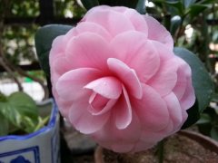 茶花怎么养(常识)