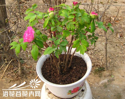 牡丹的春季管理方法