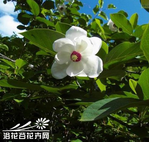天女花的栽培技术