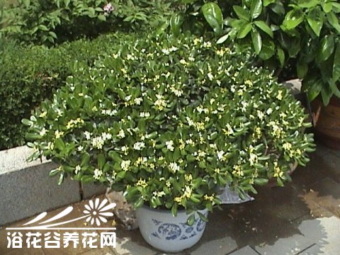 米兰的繁殖与养护