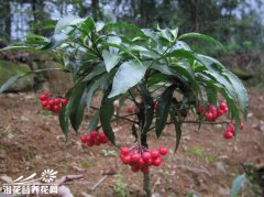 朱砂根的养殖方法