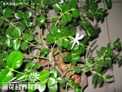 铁茉莉的养殖方法