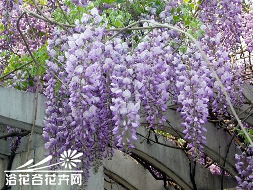 <a href='https://www.861230.com/guanhuazhiwu/6605.html' target='_blank'><u>紫藤</u></a>花的养殖方法