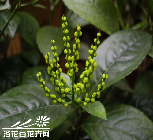 珠兰的栽培管理方法