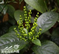 珠兰的栽培管理方法