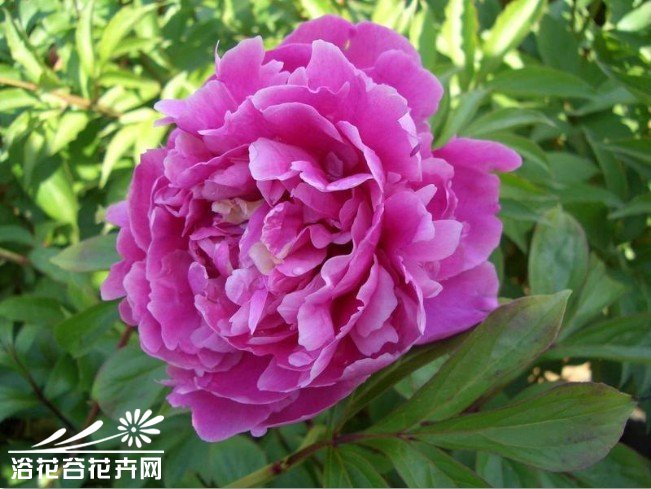 <a href='https://www.861230.com/guanhuazhiwu/6751.html' target='_blank'><u>芍药</u></a>栽培八步骤