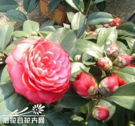 怎样防治茶花落蕾