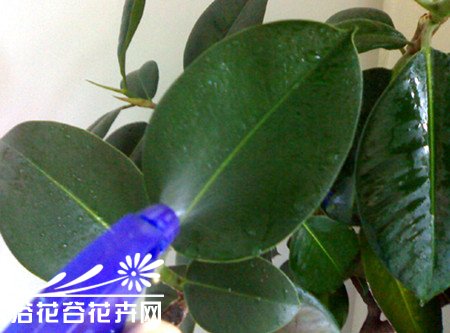 橡皮树的养殖方法 橡皮树养殖应掌握的8个内容