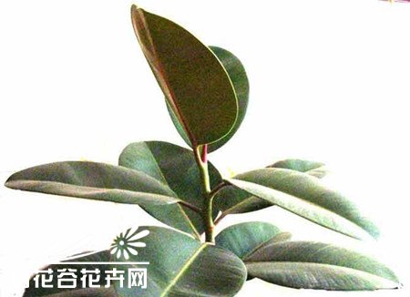 橡皮树的养殖方法 橡皮树养殖应掌握的8个内容