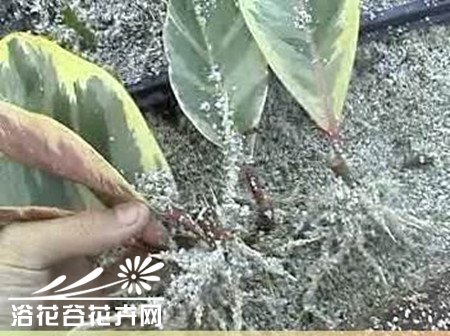 橡皮树的养殖方法 橡皮树养殖应掌握的8个内容