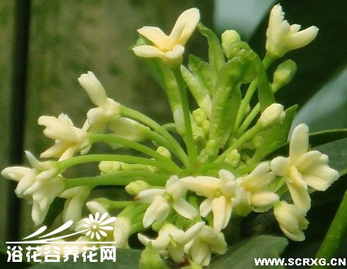 日香桂的盆栽技术