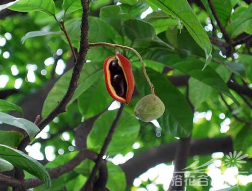 <a href='https://www.861230.com/guanhuazhiwu/6613.html' target='_blank'><u>苹婆</u></a>种植方法