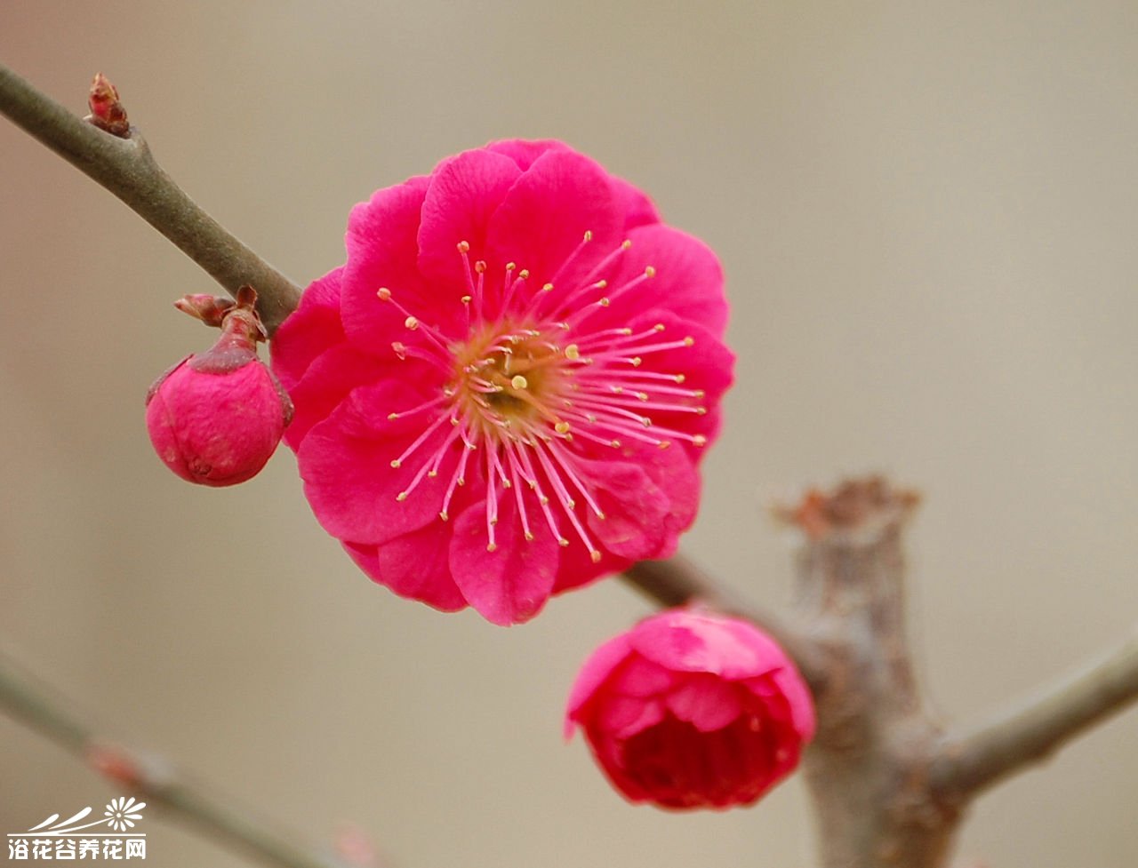 <a href='https://www.861230.com/guanhuazhiwu/9.html' target='_blank'><u>梅花</u></a>花后如何修剪
