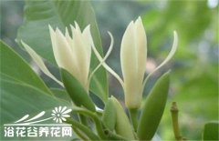 黄桷兰种植要点