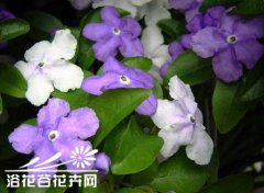 鸳鸯茉莉的养殖方法