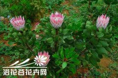 南非帝王花的养殖方法