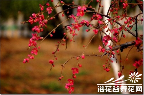 垂枝碧桃