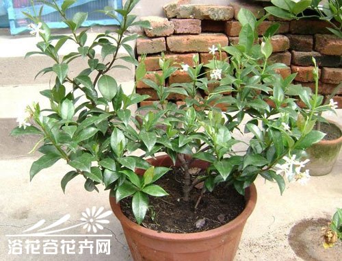 <a href='https://www.861230.com/guanhuazhiwu/10.html' target='_blank'><u>茉莉花</u></a>的养殖方法