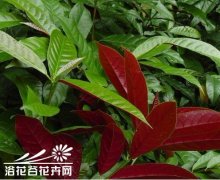 红背桂的盆栽管理方法
