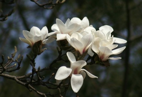 <a href='https://www.861230.com/guanhuazhiwu/6633.html' target='_blank'><u>玉兰</u></a>的种植管理技术
