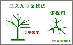 盆栽香椿树(图)