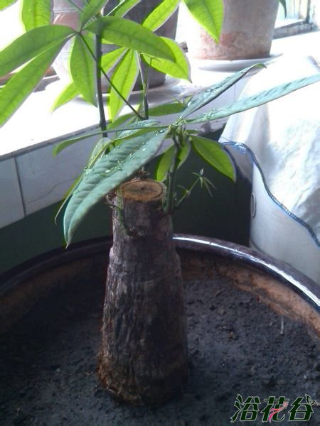发财树怎么长高