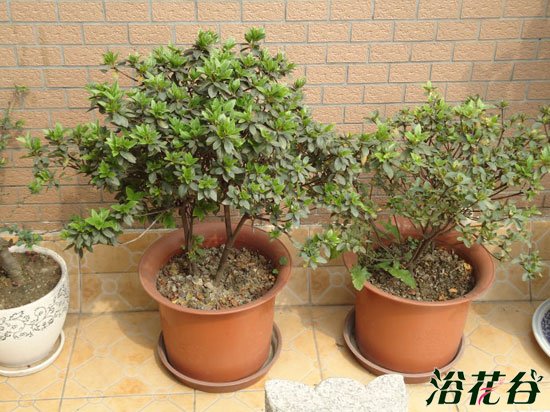 <a href='https://www.861230.com/guanhuazhiwu/31.html' target='_blank'><u>杜鹃花</u></a>不开花