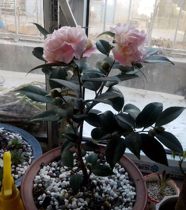 盆栽<a href='https://www.ahuacao.com/guanhuazhiwu/52.html' target='_blank'><u>茶花</u></a>的施肥方法